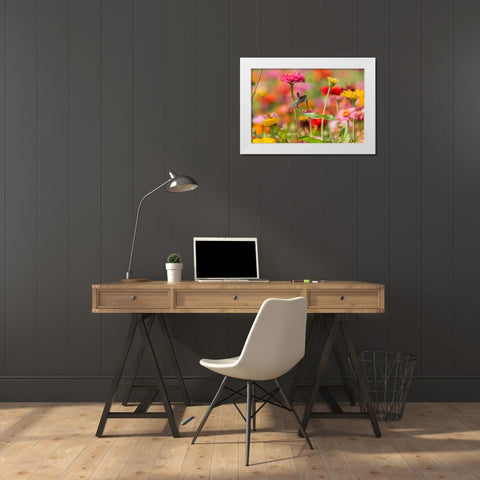 Ruby-throated Hummingbird-Archilochus colubris-at Zinnias Union County-Illinois White Modern Wood Framed Art Print by Day, Richard and Susan