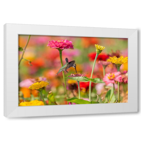 Ruby-throated Hummingbird-Archilochus colubris-at Zinnias Union County-Illinois White Modern Wood Framed Art Print by Day, Richard and Susan