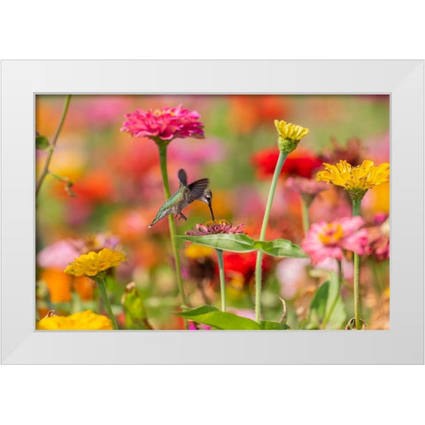 Ruby-throated Hummingbird-Archilochus colubris-at Zinnias Union County-Illinois White Modern Wood Framed Art Print by Day, Richard and Susan