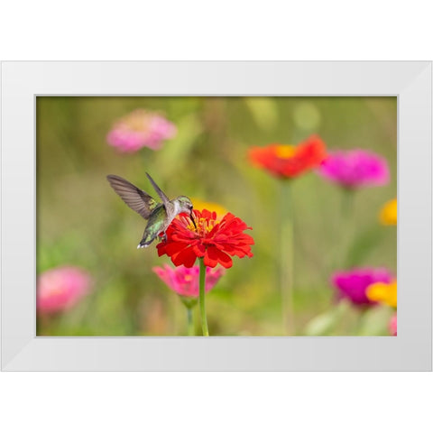 Ruby-throated Hummingbird-Archilochus colubris-at Zinnias Union County-Illinois White Modern Wood Framed Art Print by Day, Richard and Susan