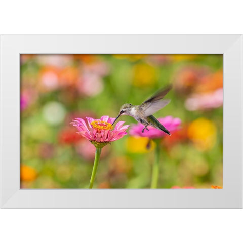 Ruby-throated Hummingbird-Archilochus colubris-at Zinnias Union County-Illinois White Modern Wood Framed Art Print by Day, Richard and Susan