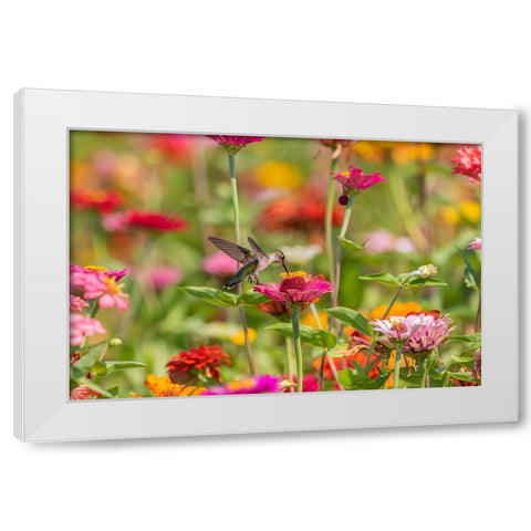 Ruby-throated Hummingbird-Archilochus colubris-at Zinnias Union County-Illinois White Modern Wood Framed Art Print by Day, Richard and Susan