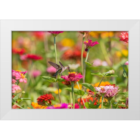 Ruby-throated Hummingbird-Archilochus colubris-at Zinnias Union County-Illinois White Modern Wood Framed Art Print by Day, Richard and Susan