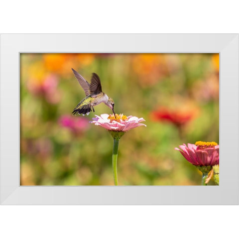 Ruby-throated Hummingbird-Archilochus colubris-at Zinnias Union County-Illinois White Modern Wood Framed Art Print by Day, Richard and Susan