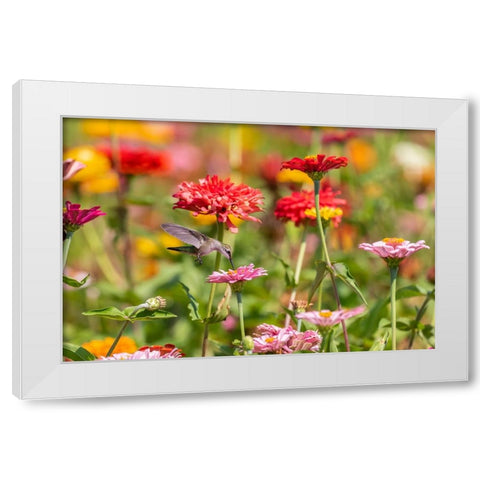 Ruby-throated Hummingbird-Archilochus colubris-at Zinnias Union County-Illinois White Modern Wood Framed Art Print by Day, Richard and Susan