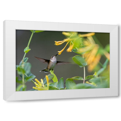 Ruby-throated Hummingbird-Archilochus colubris-at honeysuckle-Lonicera sempervirens f-sulphurea Joh White Modern Wood Framed Art Print by Day, Richard and Susan
