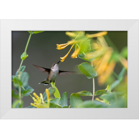 Ruby-throated Hummingbird-Archilochus colubris-at honeysuckle-Lonicera sempervirens f-sulphurea Joh White Modern Wood Framed Art Print by Day, Richard and Susan