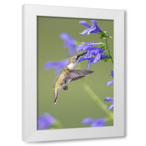 Ruby-throated Hummingbird-Archilochus colubris-at Blue Ensign Salvia-Salvia guaranitica-Marion Coun White Modern Wood Framed Art Print by Day, Richard and Susan
