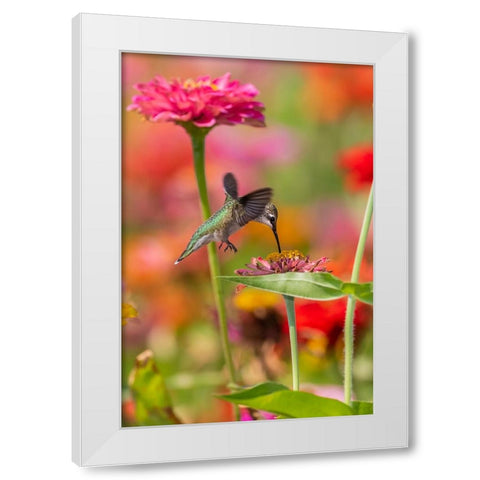 Ruby-throated Hummingbird-Archilochus colubris-at Zinnias Union County-Illinois White Modern Wood Framed Art Print by Day, Richard and Susan