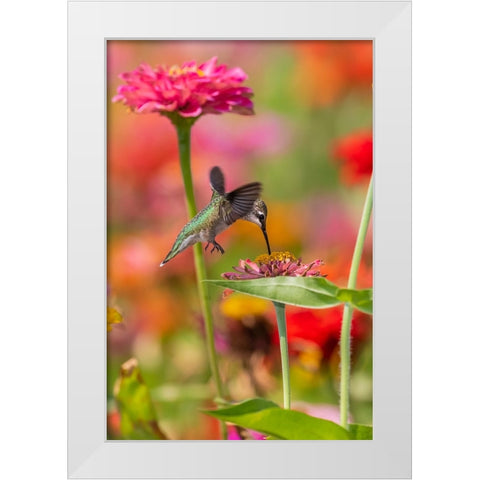 Ruby-throated Hummingbird-Archilochus colubris-at Zinnias Union County-Illinois White Modern Wood Framed Art Print by Day, Richard and Susan