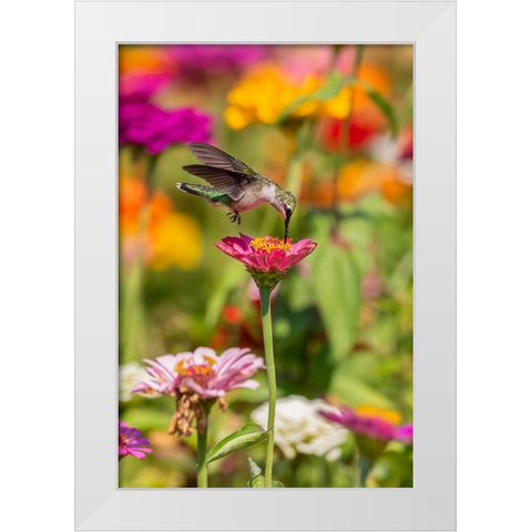 Ruby-throated Hummingbird-Archilochus colubris-at Zinnias Union County-Illinois White Modern Wood Framed Art Print by Day, Richard and Susan