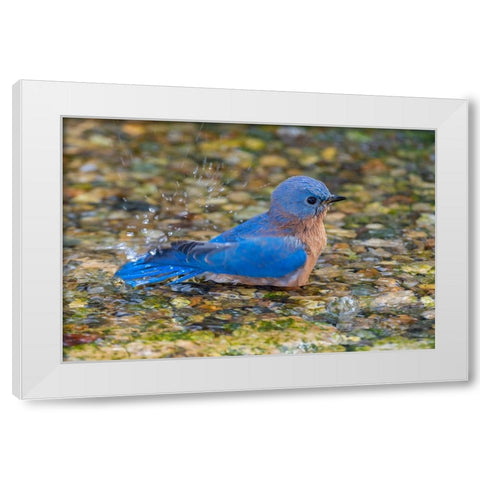 Eastern Bluebird-Sialia sialis-male bathing Marion County-Illinois White Modern Wood Framed Art Print by Day, Richard and Susan