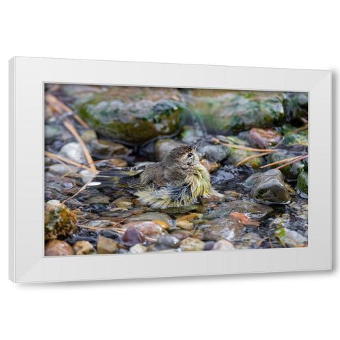 Palm Warbler-Setophaga palmarum-bathing Marion County-Illinois White Modern Wood Framed Art Print by Day, Richard and Susan