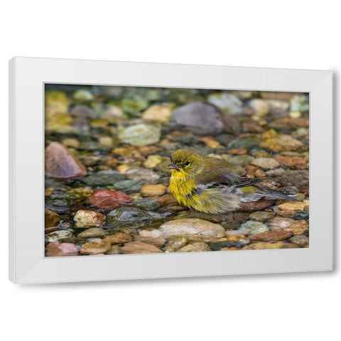 Pine Warbler-Setophaga pinus-bathing Marion County-Illinois White Modern Wood Framed Art Print by Day, Richard and Susan