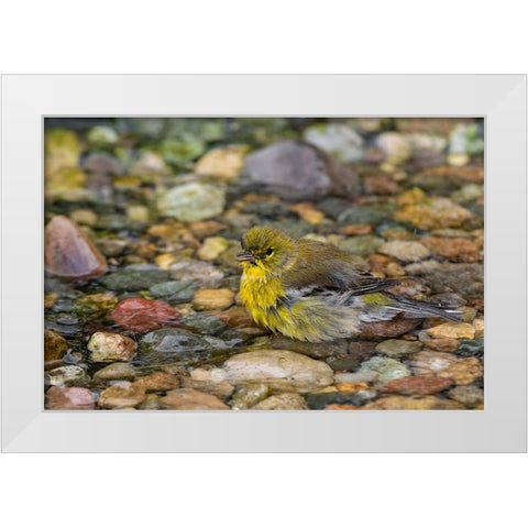 Pine Warbler-Setophaga pinus-bathing Marion County-Illinois White Modern Wood Framed Art Print by Day, Richard and Susan