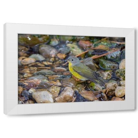 Nashville Warbler-Leiothlypis ruficapilla-bathing Marion County-Illinois White Modern Wood Framed Art Print by Day, Richard and Susan