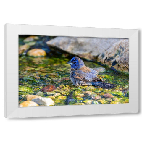 Blue Grosbeak-Passerina caerulea-male bathing Marion County-Illinois White Modern Wood Framed Art Print by Day, Richard and Susan