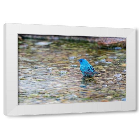 Indigo Bunting-Passerina cyanea-male bathing Marion County-Illinois White Modern Wood Framed Art Print by Day, Richard and Susan