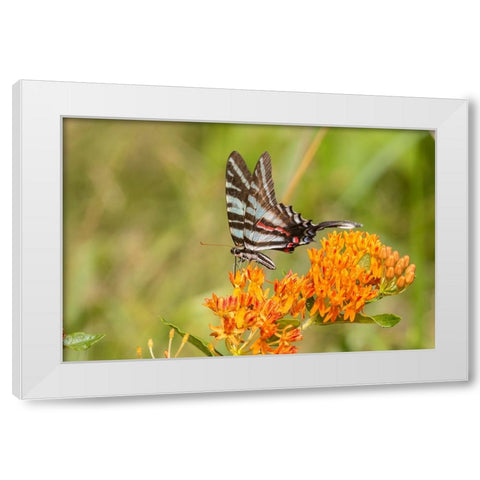 Zebra Swallowtail-Protographium marcellus-on Butterfly Milkweed-Asclepias tuberosa-Marion County-Il White Modern Wood Framed Art Print by Day, Richard and Susan