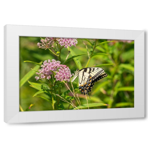 Eastern Tiger Swallowtail-Papilio glaucus-on Swamp Milkweed-Asclepias incarnata-Marion County-Illin White Modern Wood Framed Art Print by Day, Richard and Susan