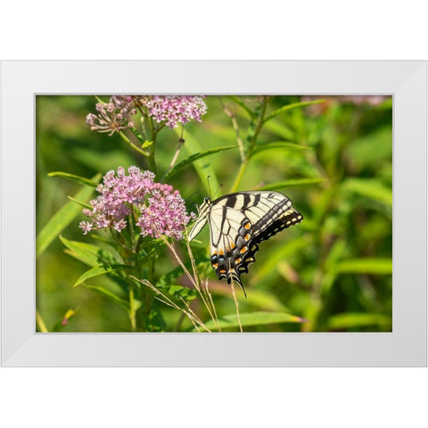 Eastern Tiger Swallowtail-Papilio glaucus-on Swamp Milkweed-Asclepias incarnata-Marion County-Illin White Modern Wood Framed Art Print by Day, Richard and Susan