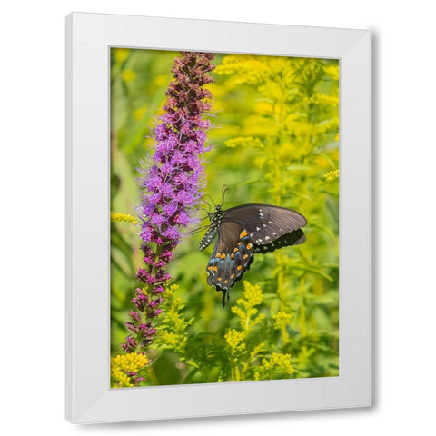Spicebush Swallowtail-Papilio troilus-on Blazing Star-Liatris spicata-Marion County-Illinois White Modern Wood Framed Art Print by Day, Richard and Susan