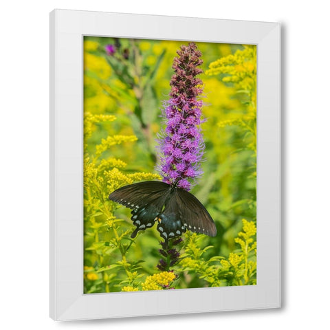 Spicebush Swallowtail-Papilio troilus-on Blazing Star-Liatris spicata-Marion County-Illinois White Modern Wood Framed Art Print by Day, Richard and Susan