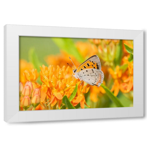 American Copper-Lycaena phlaeas-on Butterfly Milkweed-Asclepias tuberosa-Lawrence County-Illinois White Modern Wood Framed Art Print by Day, Richard and Susan