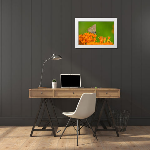 Coral Hairstreak-Satyrium titus-on Butterfly Milkweed-Asclepias tuberosa-Stephen A-Forbes State Par White Modern Wood Framed Art Print by Day, Richard and Susan