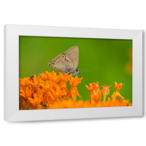 Coral Hairstreak-Satyrium titus-on Butterfly Milkweed-Asclepias tuberosa-Stephen A-Forbes State Par White Modern Wood Framed Art Print by Day, Richard and Susan