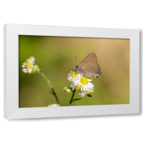 Banded Hairstreak-Satryium calanus-Marion County-Illinois White Modern Wood Framed Art Print by Day, Richard and Susan