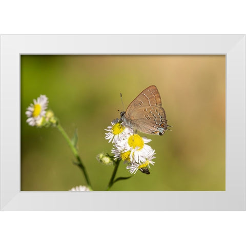 Banded Hairstreak-Satryium calanus-Marion County-Illinois White Modern Wood Framed Art Print by Day, Richard and Susan