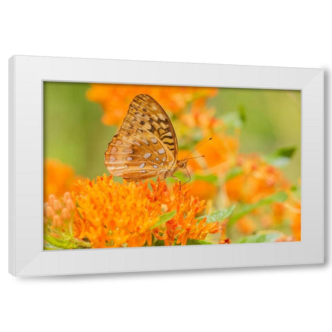 Great Spangled Fritillary-Speyeria cybele-on Butterfly Milkweed-Asclepias tuberosa-Marion County-Il White Modern Wood Framed Art Print by Day, Richard and Susan