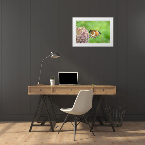 Regal Fritillary-Speyeria idalia-female on Common Milkweed-Asclepias syriaca-Sand Prairie-Scrub Oak White Modern Wood Framed Art Print by Day, Richard and Susan