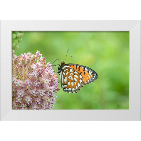 Regal Fritillary-Speyeria idalia-female on Common Milkweed-Asclepias syriaca-Sand Prairie-Scrub Oak White Modern Wood Framed Art Print by Day, Richard and Susan