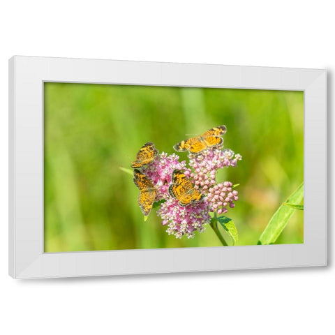 Pearl Crescents-Phyciodes tharos-on Swamp Milkweed-Asclepias incarnata-Marion County-Illinois White Modern Wood Framed Art Print by Day, Richard and Susan