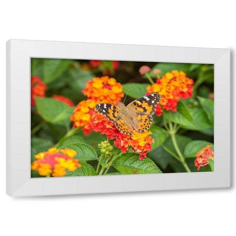 Painted Lady-Vanessa cardui-on Red Spread Lantana-Lantana camara-Marion County-Illinois White Modern Wood Framed Art Print by Day, Richard and Susan