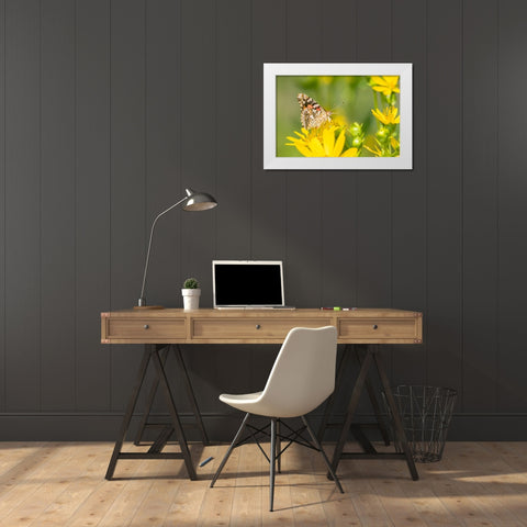 Painted Lady-Vanessa cardui-on Cup Plant-Silphium perfoliatum-Marion County-Illinois White Modern Wood Framed Art Print by Day, Richard and Susan