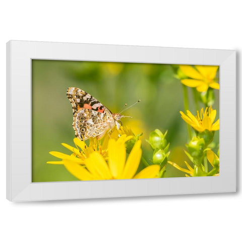 Painted Lady-Vanessa cardui-on Cup Plant-Silphium perfoliatum-Marion County-Illinois White Modern Wood Framed Art Print by Day, Richard and Susan