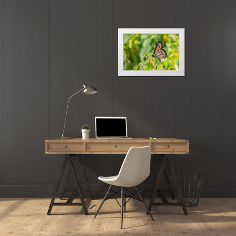 Viceroy-Limenitis archippus-in prairie Marion County-Illinois White Modern Wood Framed Art Print by Day, Richard and Susan