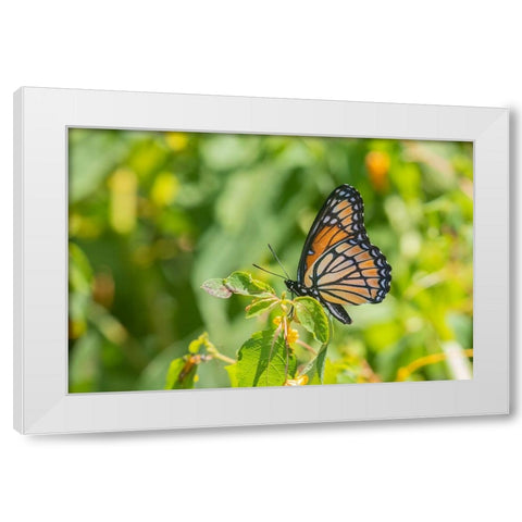 Viceroy-Limenitis archippus-in prairie Marion County-Illinois White Modern Wood Framed Art Print by Day, Richard and Susan