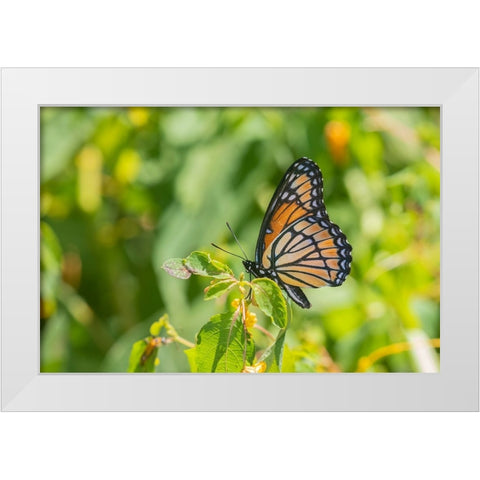 Viceroy-Limenitis archippus-in prairie Marion County-Illinois White Modern Wood Framed Art Print by Day, Richard and Susan
