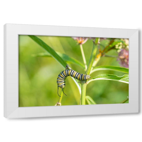 Monarch-Danaus plexippus-caterpillar on Swamp Milkweed-Asclepias incarnata-Marion County-Illinois White Modern Wood Framed Art Print by Day, Richard and Susan