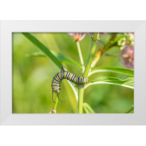 Monarch-Danaus plexippus-caterpillar on Swamp Milkweed-Asclepias incarnata-Marion County-Illinois White Modern Wood Framed Art Print by Day, Richard and Susan