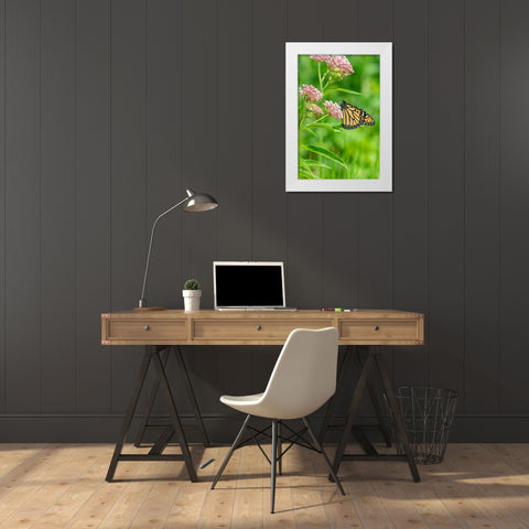 Monarch-Danaus plexippus-on Swamp Milkweed-Asclepias incarnata-Marion County-Illinois White Modern Wood Framed Art Print by Day, Richard and Susan