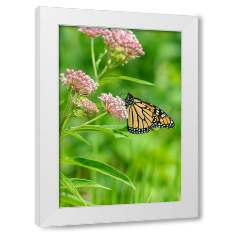 Monarch-Danaus plexippus-on Swamp Milkweed-Asclepias incarnata-Marion County-Illinois White Modern Wood Framed Art Print by Day, Richard and Susan