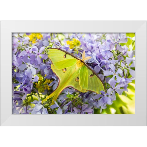 Luna Moth-Actias luna-on phlox Marion County-Illinois White Modern Wood Framed Art Print by Day, Richard and Susan