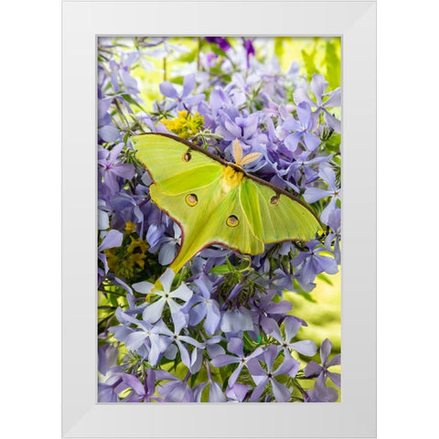 Luna Moth-Actias luna-on phlox Marion County-Illinois White Modern Wood Framed Art Print by Day, Richard and Susan