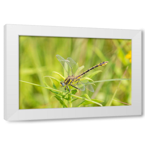 Plains Clubtail-Gomphus externus-Lawrence County-Illinois White Modern Wood Framed Art Print by Day, Richard and Susan