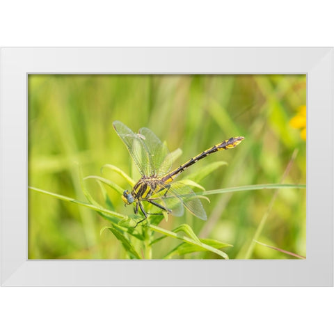 Plains Clubtail-Gomphus externus-Lawrence County-Illinois White Modern Wood Framed Art Print by Day, Richard and Susan
